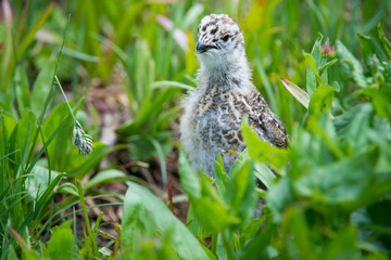bird-waterton