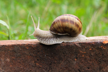 Snail