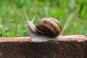 Snail