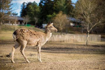 Sika deer in Nara Park, Japan