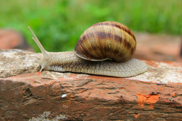 Snail