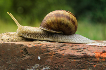 Snail