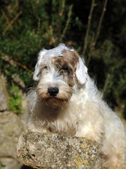  Sealyham Terrier Dog