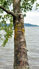 Fototapeta premium Tree branch over the water.
