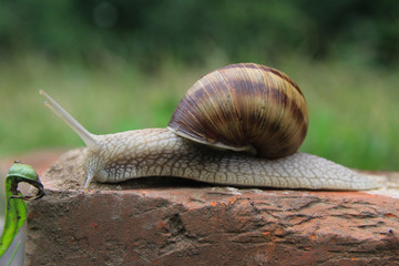 Snail