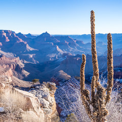 Grand Canyon Cacti
