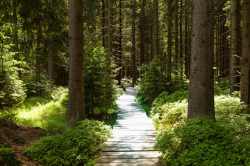 Narrow path lit by soft spring sunlight. Forest spring nature. Spring forest natural landscape with forest trees