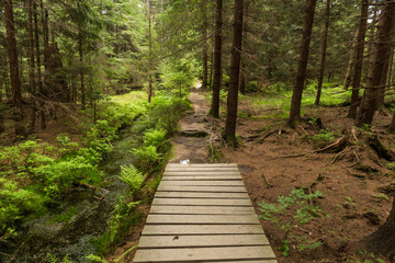 Narrow path lit by soft spring sunlight. Forest spring nature. Spring forest natural landscape with forest trees