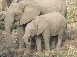 Fototapeta na wymiar Éléphants dans le parc Kruger
