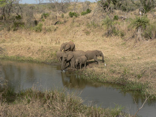 Naklejka na ściany i meble Éléphants dans le parc Kruger