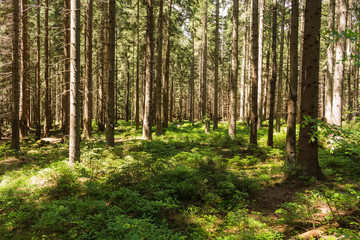 Summer landscape of young green forest