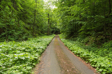 Narrow path lit by soft spring sunlight. Forest spring nature. Spring forest natural landscape with forest trees