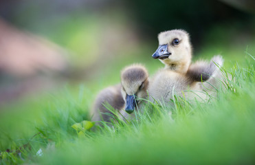 Naklejka premium Geese