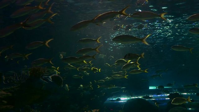 A school of yellowtail snapper fish. Low angle.