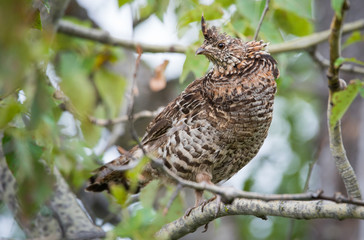 Grouse