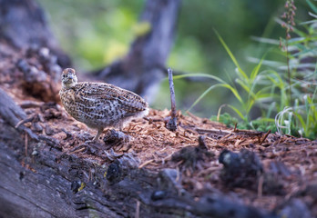 Grouse