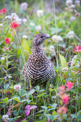 Grouse