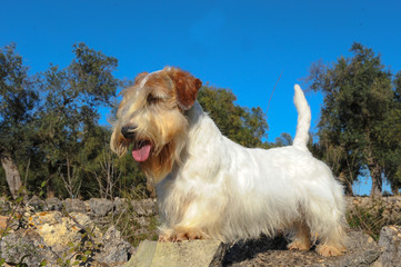  Sealyham Terrier Dog