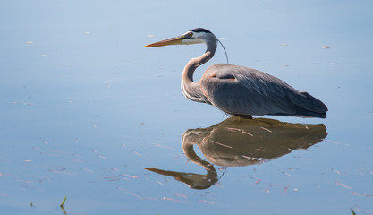 heron
