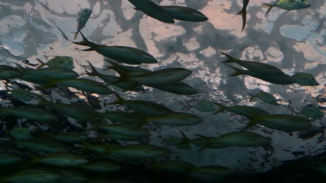 A school of yellowtail snappers and lookdown fish swim near the bubbly surface of the water. Low angle.