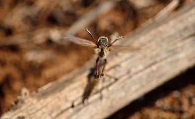 Robber fly, in full flight in mating season