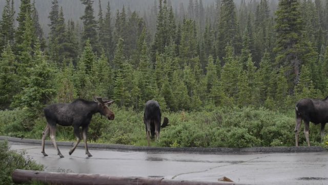Three moose by the road