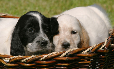 English Setter puppies dog