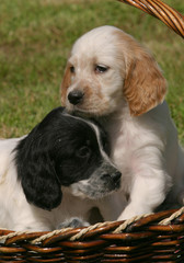 English Setter puppies dog