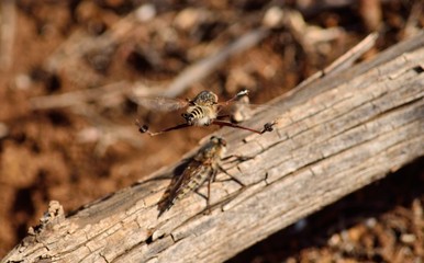 Acrobatics in mid-flight during mating season, robber fly