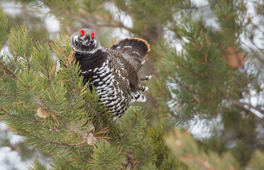 Grouse