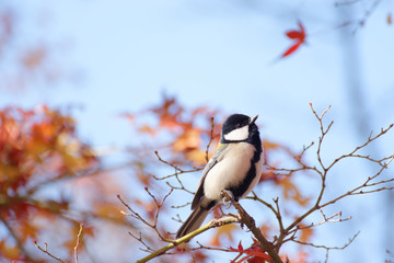 紅葉とシジュウカラ