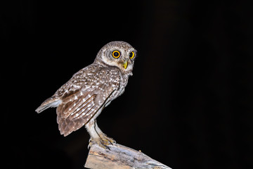 Spotted Owlet or Athene brama, beautiful bird perching on branch with black background.