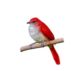 Red bird isolated on branch with white background.