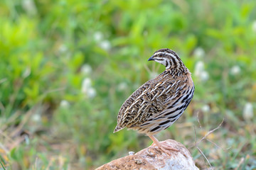 Rain Quail or Coturnix coromandelica, beautiful bird standing on a rock with green background.