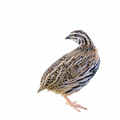Rain Quail or Coturnix coromandelica, beautiful bird isolated standing with white background.