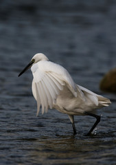 Little Egret, Heron, Egretta Garzetta