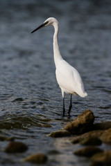 Little Egret, Heron, Egretta Garzetta