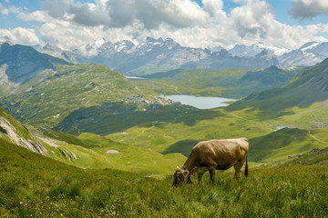 Fototapeta na wymiar Grazing cow in Swiss Alps