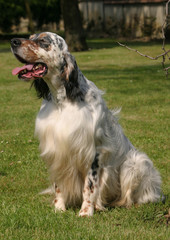 English Setter dog