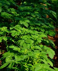 Splendid green branches in plantation of potatoes