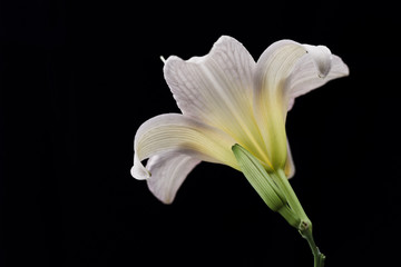 Fototapeta na wymiar White lily flower on black background.