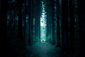 Fototapeta premium Pathway through the dark mystery spruce forest. Group of people are walking through.