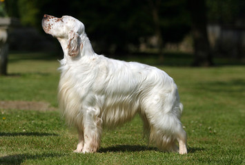 English Setter dog