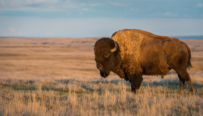Bison © Jillian