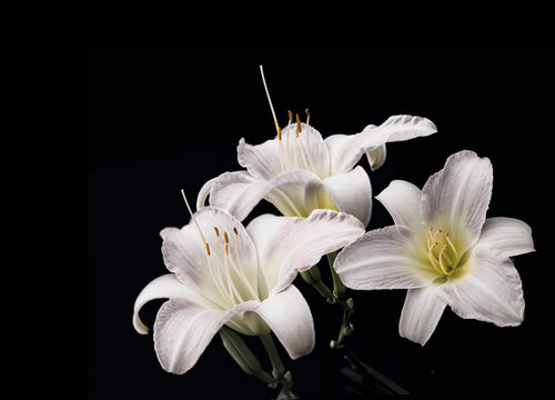 Bunch of white lily flowers on black background.
