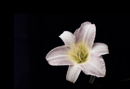 White lily flower on black background.