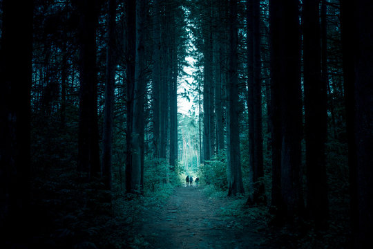 Fototapeta Pathway through the dark mystery spruce forest. Group of people are walking through.