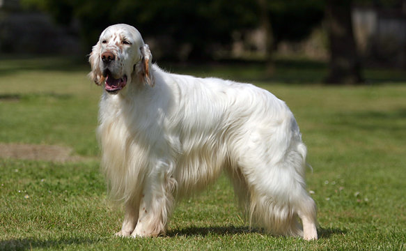 English Setter Dog