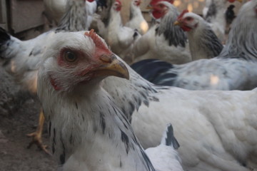 chicken