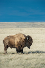 Bison